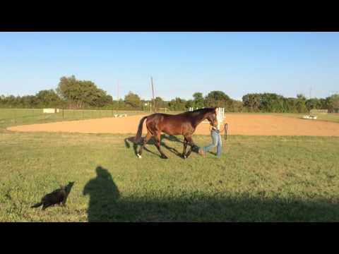 Demeester 1 year old