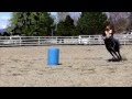 2010 BLACK STALLION