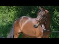 Hongre, 3 ans, pour Dressage