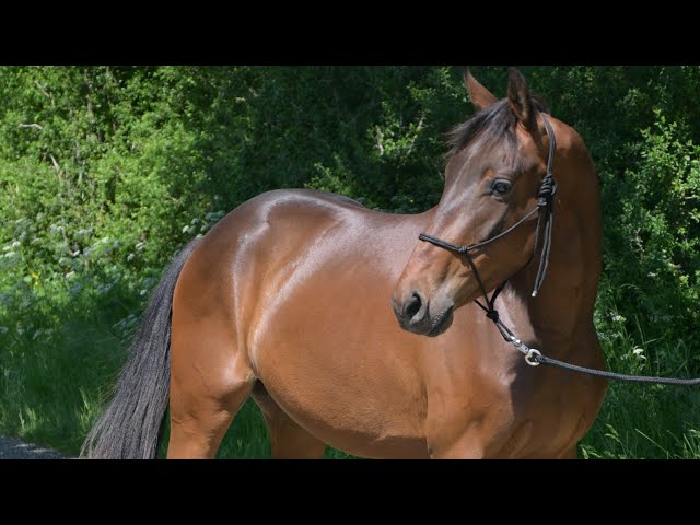Hongre, 3 ans, pour Dressage