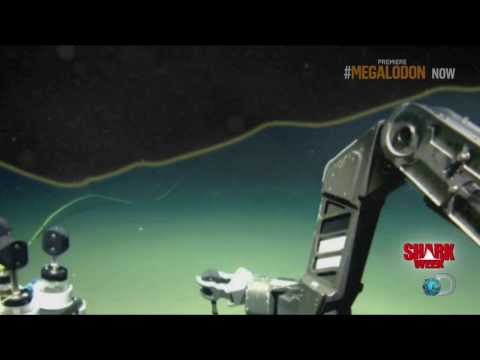 Megalodon Shark Caught On Camera - 62 Feet Long Shocking