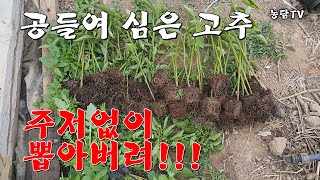공들여 심은 고추를 뽑아 버리고 있습니다.