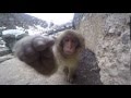 Curious Baby Snow Monkey In Japanese Forest Kisses My GoPro
