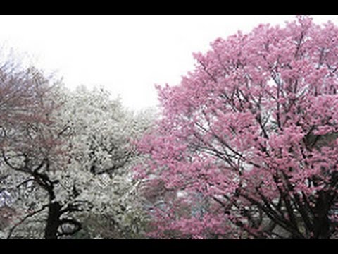 Cherry Blossom season in Japan 2017