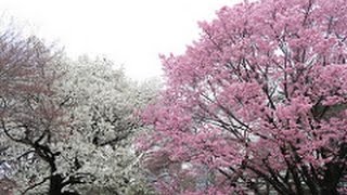 Cherry Blossom season in Japan 2017