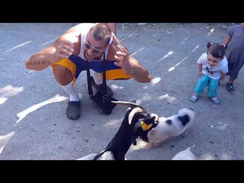 Buraza - Pujsek Marko █▬█ █ ▀█▀