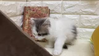 マンチカンの動画01