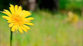 Carmen Maki _ Easy Come Easy Go (English version)