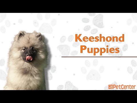 Is The Keeshond The Right Puppy For You?