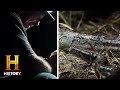 Swamp People Serpent Invasion Troy Pickle Need ONE MORE SNAKE To Reach 300 Season 3