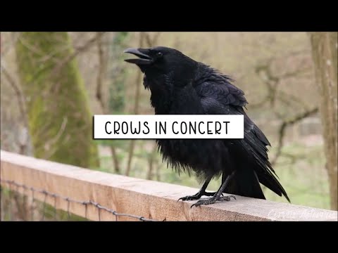 Crows In Concert  ⚠️Warning: Loud Crow Sounds⚠️