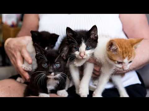 How to prevent unwanted pregnancy in cats