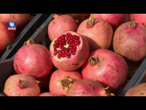 سەیری ڤیدیۆکە بکەن .. رۆژانە ٤٢٠ تۆن ھەناری ھەڵەبجە، راپەڕین، ھیران و نازەنین لەعەلوەی سلێمانی ساغدەکرێنەوە