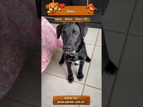 Vídeo de Bebê