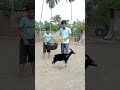 Magic bottle water to goat 😀😀😀 Funny vfx video