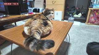三毛猫フミちゃん  LIVE配信 #2  2026年9月2日　calico cat　(LIVE stream)