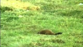 Weasel Stomping day- Weird Al Yankovic