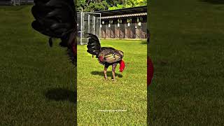 Download lagu Pama Chiang Mai (Mr.Koboy) 1.1 juta baht. Ready to Fight🔥 #infobiggame #biggamethailand #everyone mp3