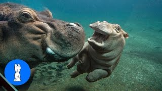 Baby Hippos Swimming - CUTEST Compilation