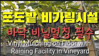 포도밭 비가림 시설과 바닥 비닐 멀칭 Vinyl Mulching on Floor with Raining Fa…