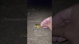 Download lagu Boing catch frogs funny | froggy catch funny wep wep | funny froggy #shortsvideo mp3 Download lagu Boing catch frogs funny | froggy catch funny wep wep | funny froggy #shortsvideo mp3