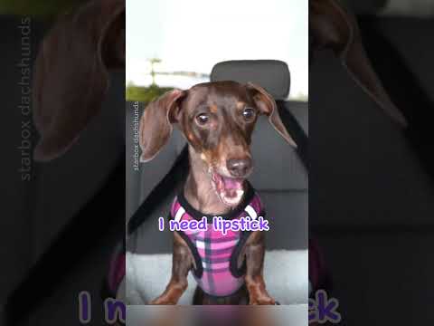 Moonpie needs to look pretty when going out #starboxdachshunds #moonpiestarbox #starbox #dachshunds