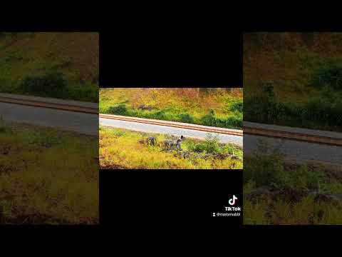 Salone Train tracks #africa #organic #beautiful #sierraleone