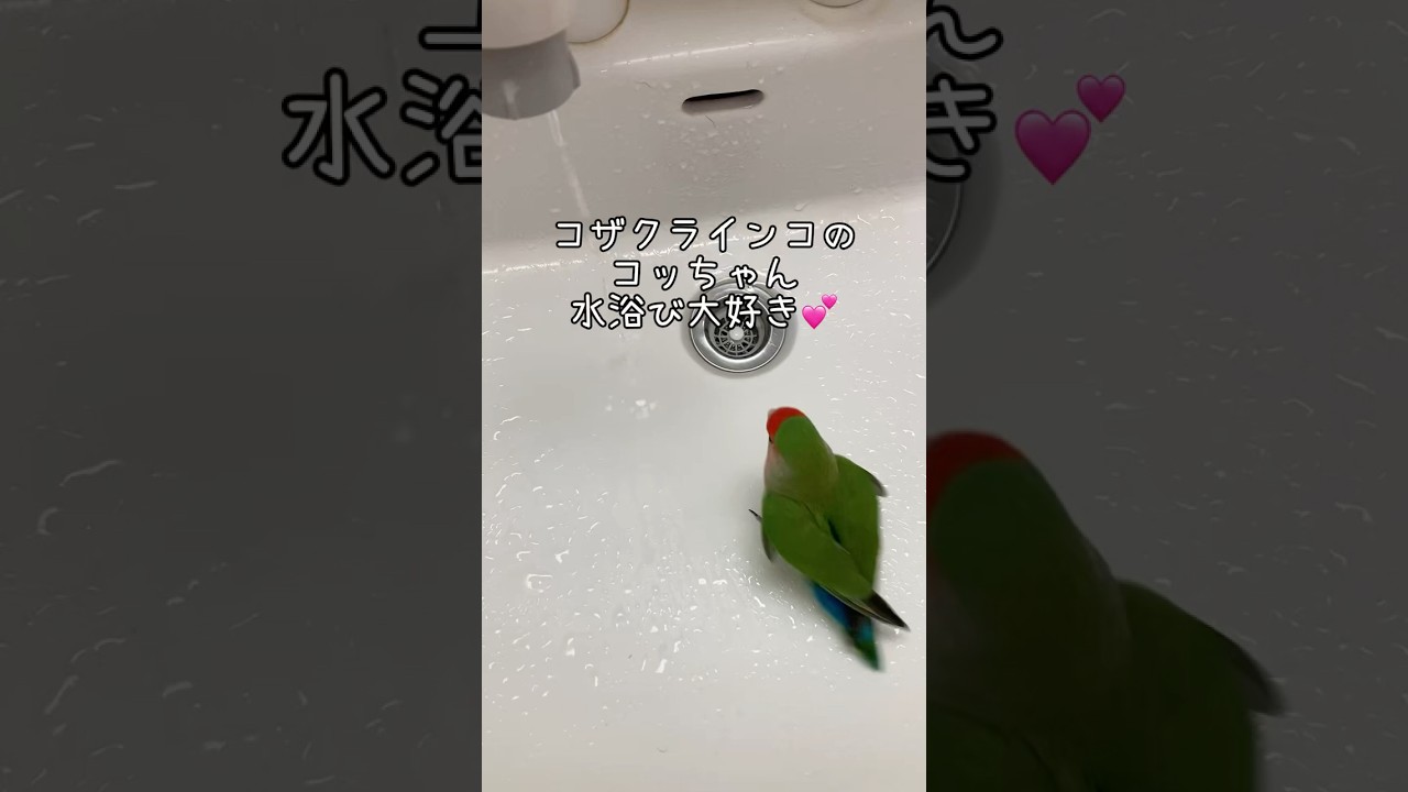 水浴び大好き💕コザクラインコ＃shorts