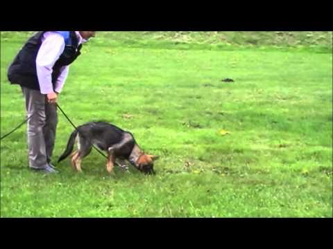 Illy vom Spektefeld   4Mon. Fährte 23.05.2015