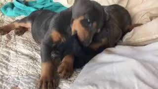 Video preview image #2 Doberman Pinscher Puppy For Sale in VISTA, CA, USA