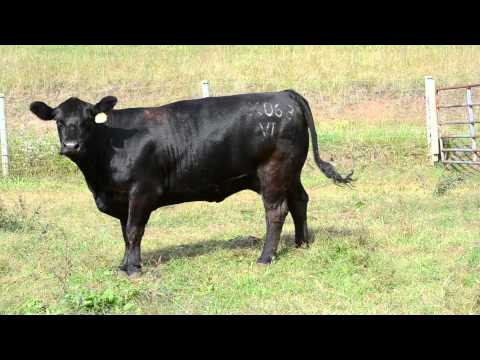 Lot #63/63A -- VPI Miss Figures X063