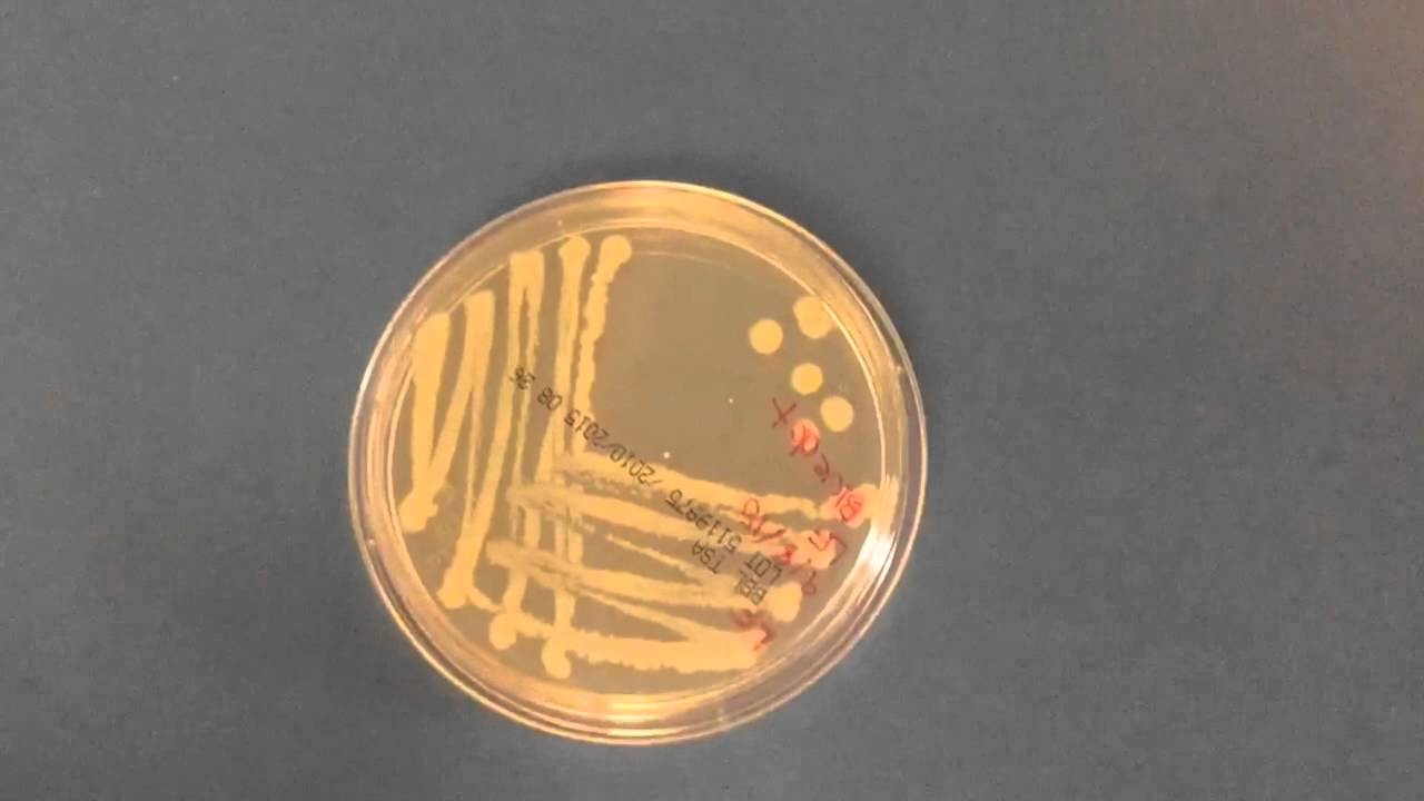 MicroBiology Lab at Georgetown