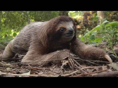 Kenapa Kungkang Bergerak Lambat? Bagaimana Wujud Kungkang Purba? #pustakasukma #kungkang #sloth