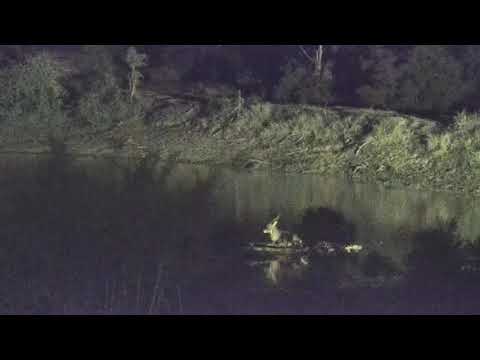 Djuma: Waterbuck bull on small island on dam's edge - 01:18 - 11/25/20