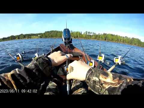 Tornionjoki Lohi muuttui isoksi taimeneksi. Tärpistä vapautukseen.