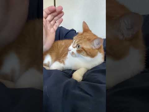 猫の口臭を改善する方法