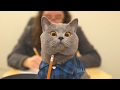 Aaron 039 s Animals NEW VIDEO COMPILATION 20 Aaron 039 s Animals NEW VIDEO COMPILATION 20