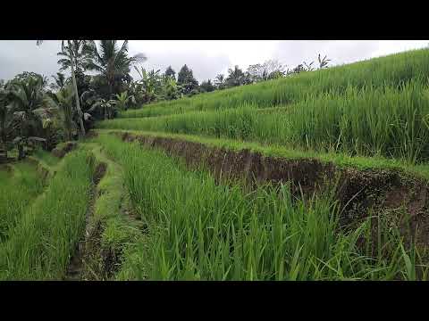 Bali - Jatiluwih - Tarasy ryżowe (Rice terrace) 2