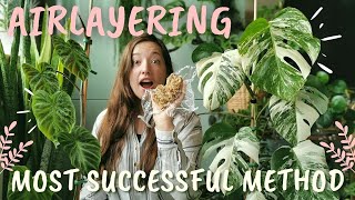 NO more Stunted Growth | Airlayering with Sphagnum