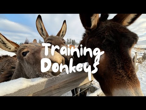 The Ultimate Guide to Training Donkeys (For Beginners)