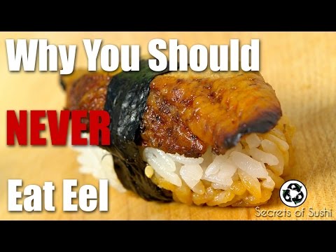 Why You Should Never Eat Eel