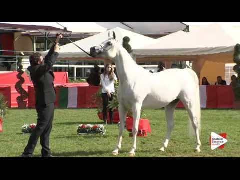 N.40 AP SHAKIRA - Arezzo 2015 - 7-9 year old mares (Class 5)