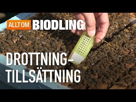 Drottningtillsättning - Drottningbyte - Biodling