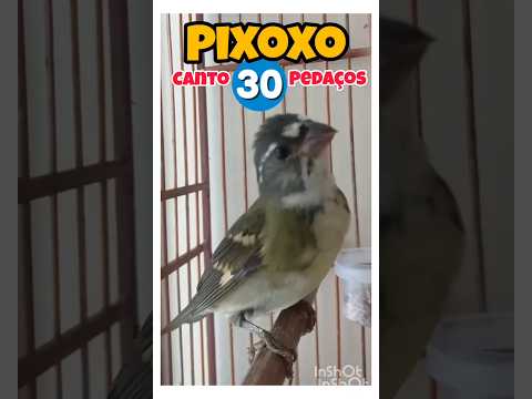 Jeito de Menina - Pixoxó