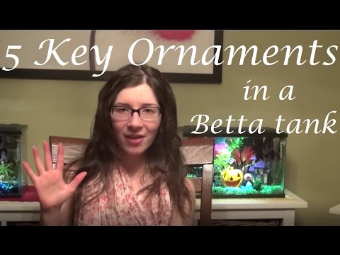 5 Key Decor Components of a Betta Tank