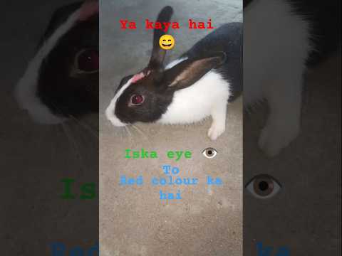 Tabola Bale - Juan Reza x Diva Aurel x Silet Open Up x Jacson Zeran | MuskNP