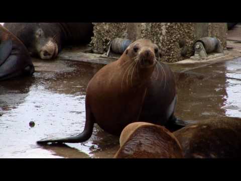 video:Come to Elkhorn Slough