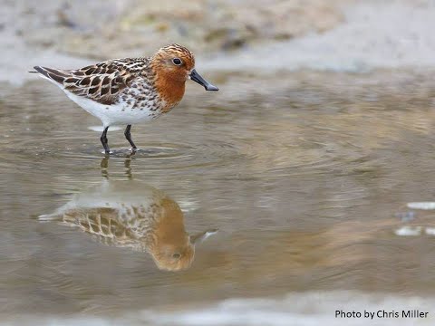 Spoon-Billed Sandpiper #1 - BDI Citizen Scientist #22 - Elena Lappo & Eugeny Syroechkovskiy