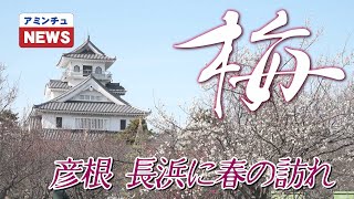 【アミンチュニュース】 彦根・長浜　梅の開花状況