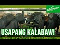 Usapang Kalabaw kasama ang Axis Dairy Farm